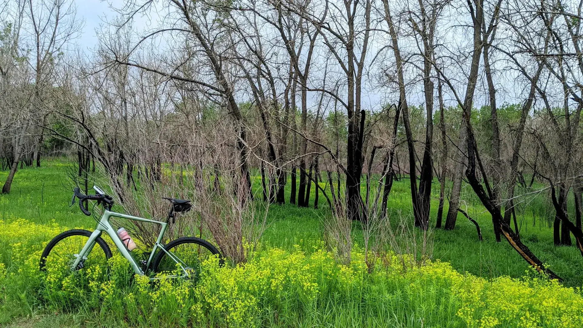 A gravel bike leaning in spring cottonwoods along the Front Range